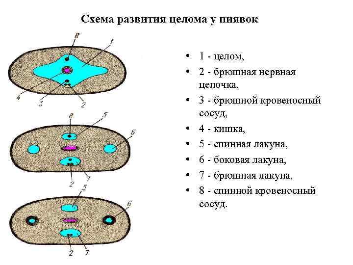 Схема развития целома у пиявок • 1 - целом, • 2 - брюшная нервная