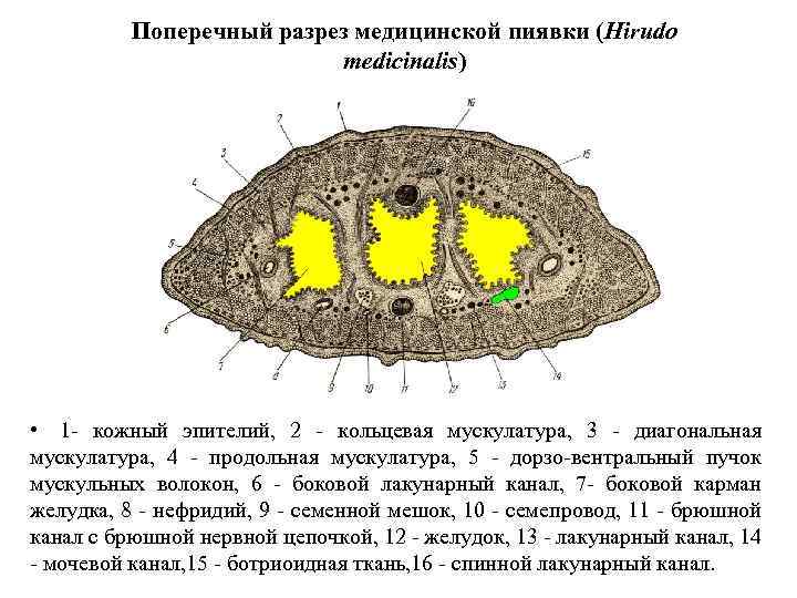 Поперечный разрез медицинской пиявки (Hirudo medicinalis) • 1 - кожный эпителий, 2 - кольцевая
