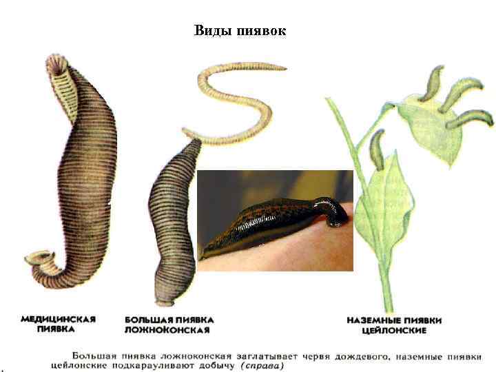 Виды пиявок 