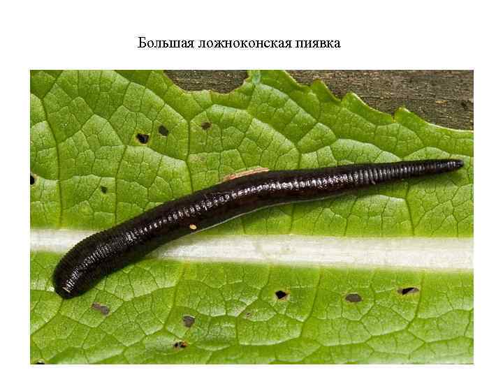 Большая ложноконская пиявка 