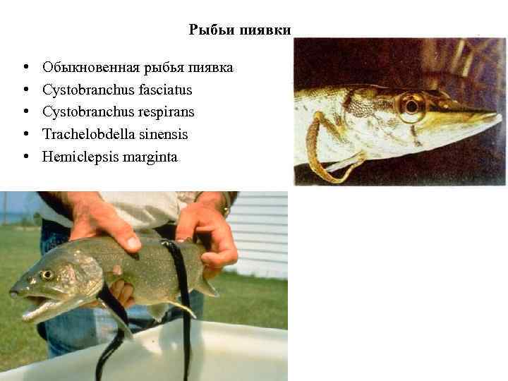 Рыбьи пиявки • • • Обыкновенная рыбья пиявка Cystobranchus fasciatus Cystobranchus respirans Trachelobdella sinensis