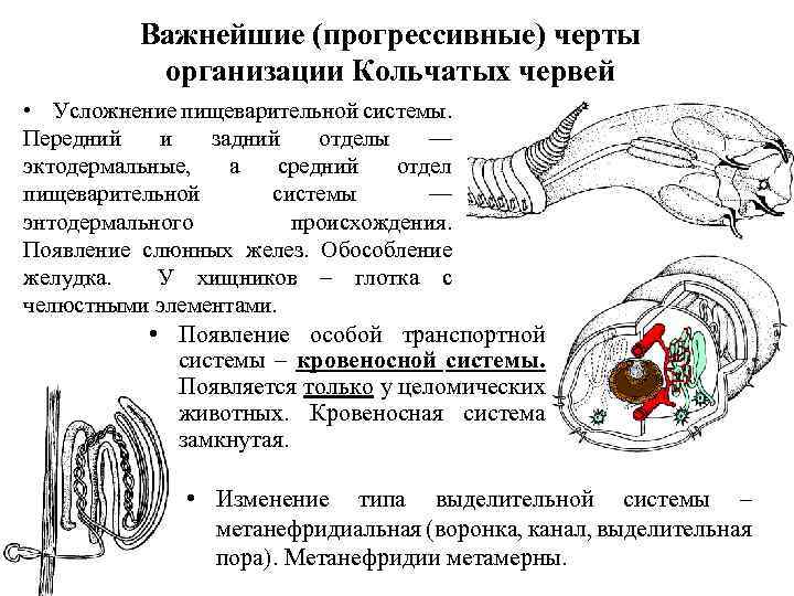 Важнейшие (прогрессивные) черты организации Кольчатых червей • Усложнение пищеварительной системы. Передний и задний отделы