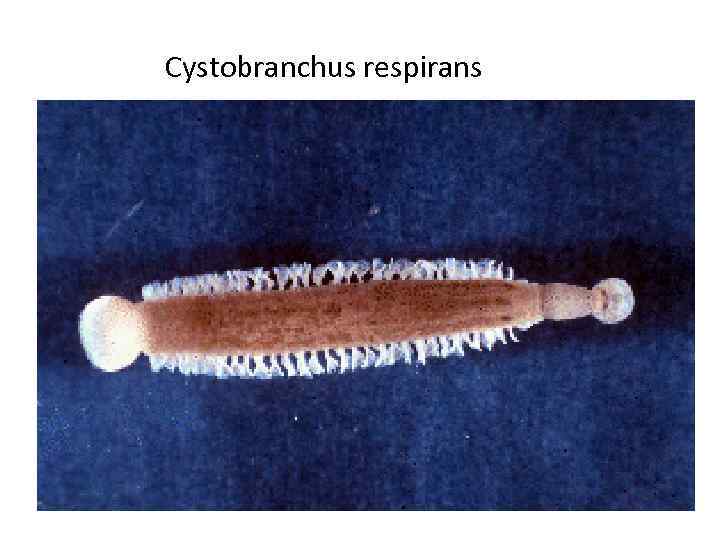 Cystobranchus respirans 