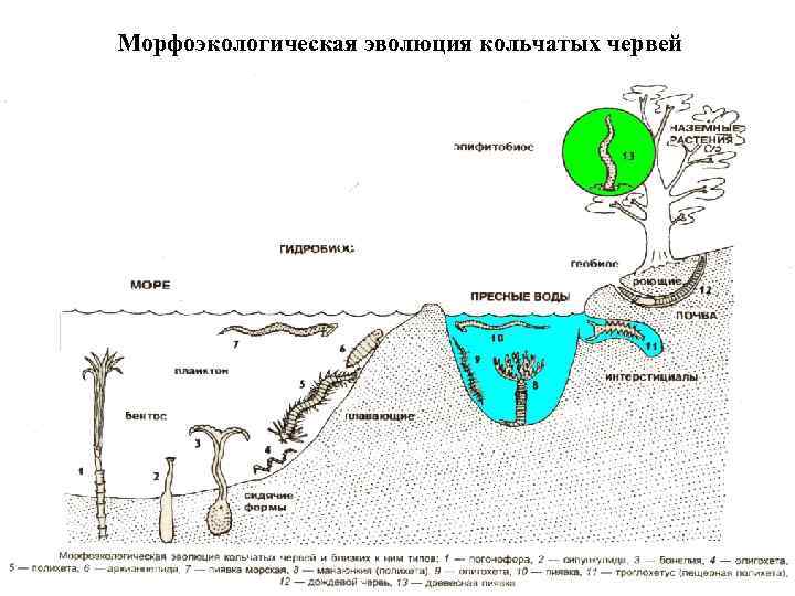 Морфоэкологическая эволюция кольчатых червей 
