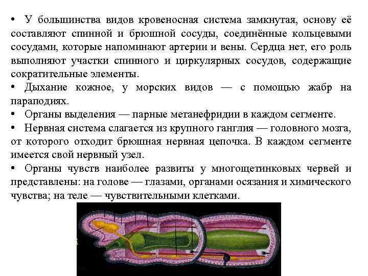  • У большинства видов кровеносная система замкнутая, основу её составляют спинной и брюшной