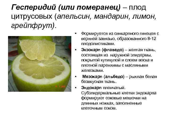 Гесперидий (или померанец) – плод цитрусовых (апельсин, мандарин, лимон, грейпфрут). • • Формируется из