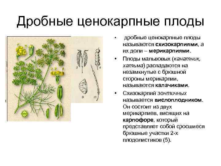 Дробные ценокарпные плоды • • • дробные ценокарпные плоды называются схизокарпиями, а их доли