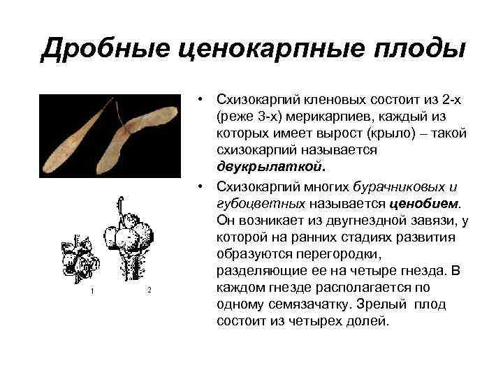 Дробные ценокарпные плоды • Схизокарпий кленовых состоит из 2 -х (реже 3 -х) мерикарпиев,