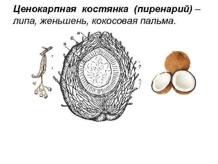 Ценокарпная костянка (пиренарий) – липа, женьшень, кокосовая пальма. 