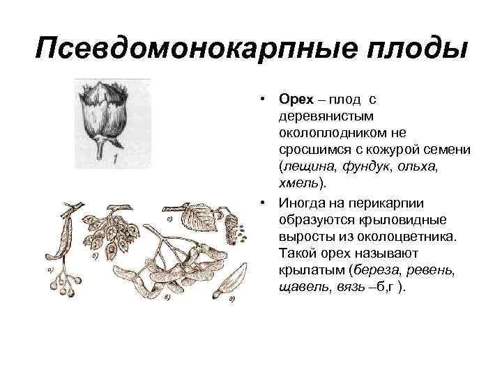 Псевдомонокарпные плоды • Орех – плод с деревянистым околоплодником не сросшимся с кожурой семени