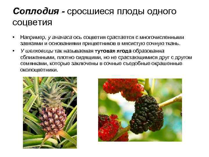 Простые плоды сложные плоды соплодия. Соплодие шелковицы. Плод соплодие. Ольховые соплодия. Соплодие примеры растений.