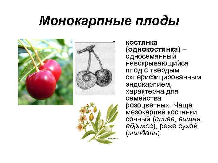 Плоды растений сухие односемянные