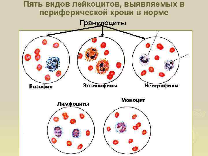 Пять видов лейкоцитов, выявляемых в периферической крови в норме Гранулоциты 