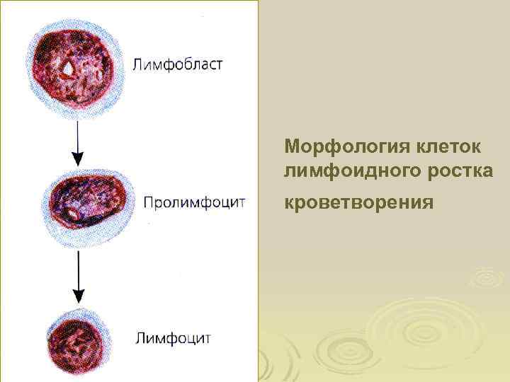 Морфология клеток лимфоидного ростка кроветворения 