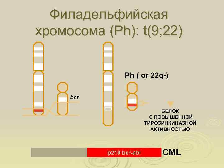 Филадельфийская хромосома (Ph): t(9; 22) 9 9 q+ 22 Ph ( or 22 q-)