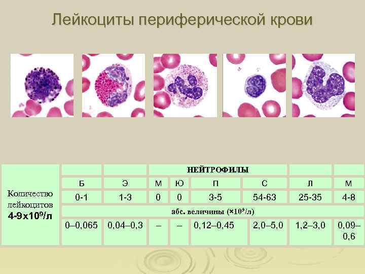 Лейкоциты периферической крови Базофил Эозинофил Нейтрофил Лимфоцит Моноцит НЕЙТРОФИЛЫ Б Количество лейкоцитов 4 -9