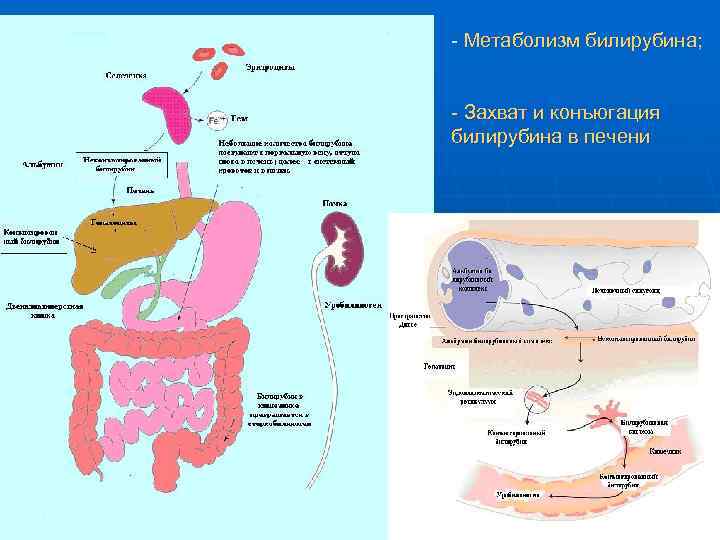 - Метаболизм билирубина; - Захват и конъюгация билирубина в печени 