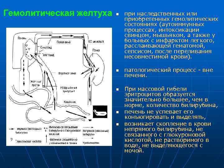 Гемолитическая желтуха n n n при наследственных или приобретенных гемолитических состояниях (аутоиммунных процессах, интоксикации