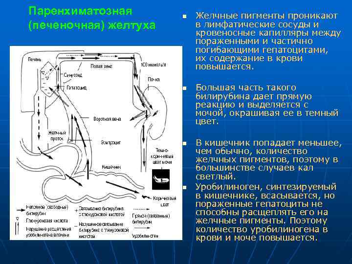 Паренхиматозная (печеночная) желтуха n n Желчные пигменты проникают в лимфатические сосуды и кровеносные капилляры