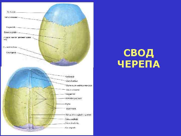 Слои свода черепа схема