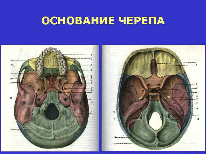 Основание черепа анатомия в картинках