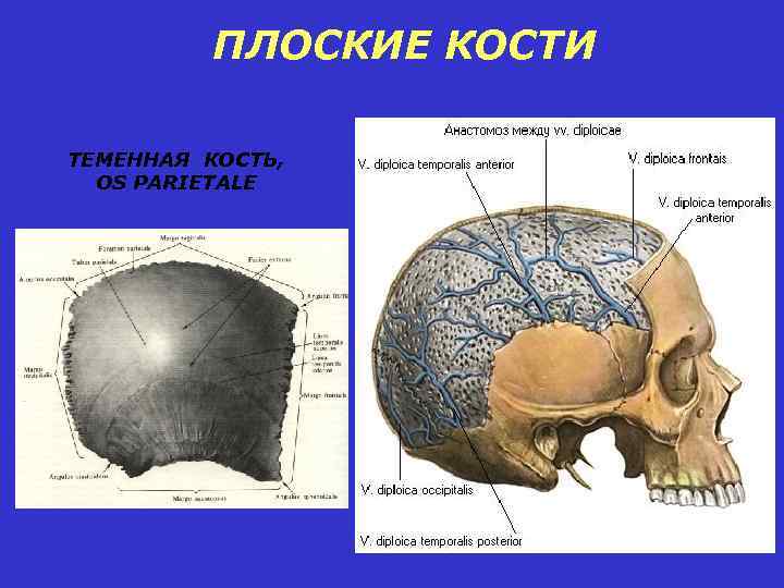 Теменная кость черепа фото