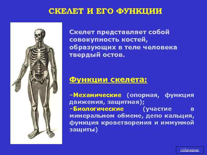 Функция скелета организма. Скелет и его функции. Опорная функция скелета. Двигательная функция скелета. Механические функции скелета человека.