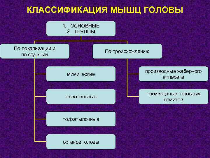 Классификация мышц. Классификация мышц головы. Принципы классификации мышц головы. Классификация мышц головы таблица. Топографическая классификация мышц головы.