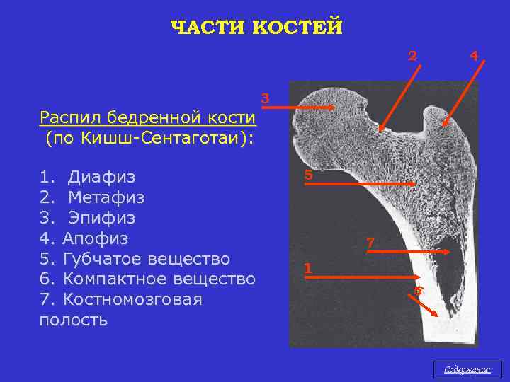 Диафиз бедренной кости фото