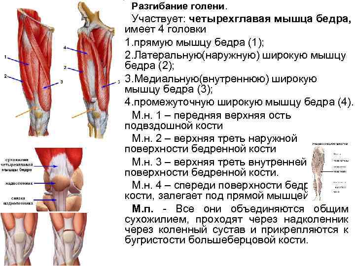 Мышцы участвующие в разгибании бедра