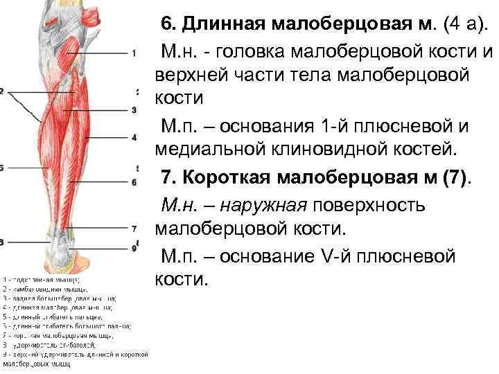 6. Длинная малоберцовая м. (4 а). М. н. - головка малоберцовой кости и верхней
