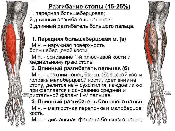 Разгибатель пальцев. Мышцы разгибатели стопы и пальцев функции. Мышцы разгибатели нижних конечностей. Длинный разгибатель пальцев начало и прикрепление. Мышцы нижних конечностей разгибатель большого пальца.