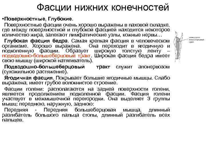 Фасции нижних конечностей • Поверхностные, Глубокие. Поверхностные фасции очень хорошо выражены в паховой складке,