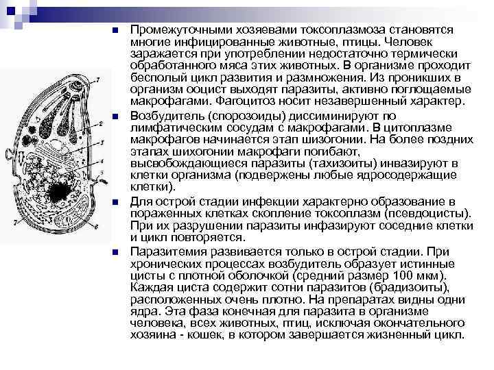 Токсоплазма промежуточные хозяева. Токсоплазма ооцисты. Цисты токсоплазмы строение. Брадизоиты токсоплазмы. Токсоплазма жизненный цикл.