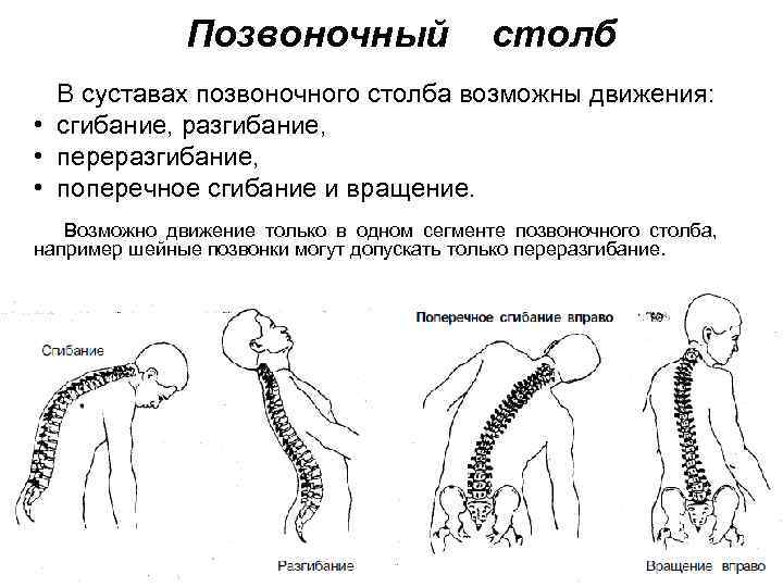 Возможные движения суставов. Движения позвоночника. Движения позвоночного столба. Позвоночный столб движения. Разгибание позвоночного столба.