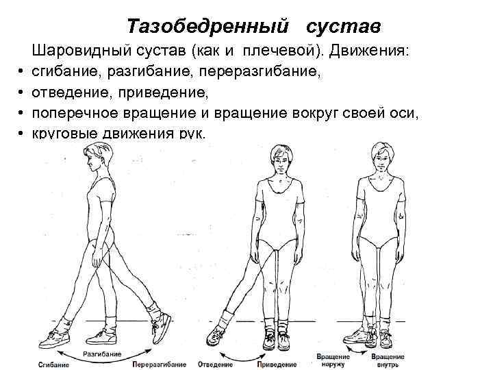 Тазобедренный сустав • • Шаровидный сустав (как и плечевой). Движения: сгибание, разгибание, переразгибание, отведение,