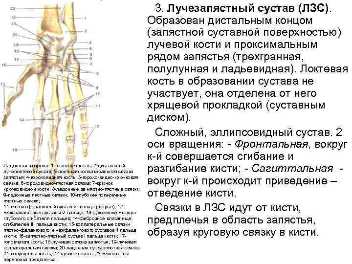 Лечение запястного сустава. Дистальный лучелоктевой сустав движения. Суставная поверхность Луче запястной сустава. Прокисмальный Луче локтевой сустав.