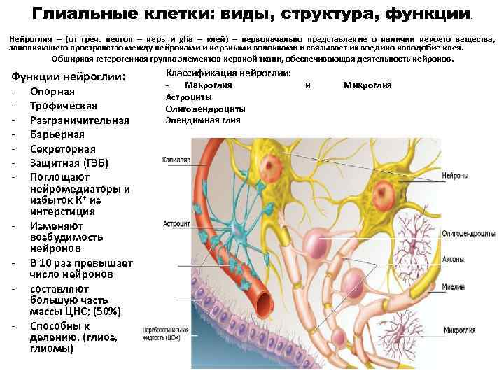 Разновидности глии схема