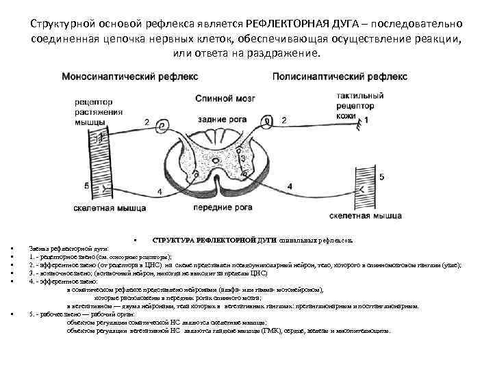 Структурной основой рефлекса является РЕФЛЕКТОРНАЯ ДУГА – последовательно соединенная цепочка нервных клеток, обеспечивающая осуществление