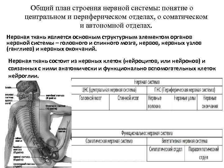 Общий план строения нервной системы: понятие о центральном и периферическом отделах, о соматическом и