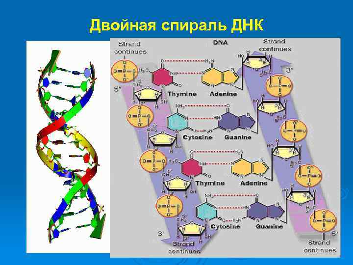 Двойная спираль из туи схема