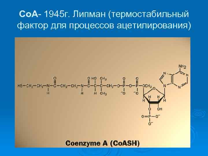 Со. А- 1945 г. Липман (термостабильный фактор для процессов ацетилирования) 