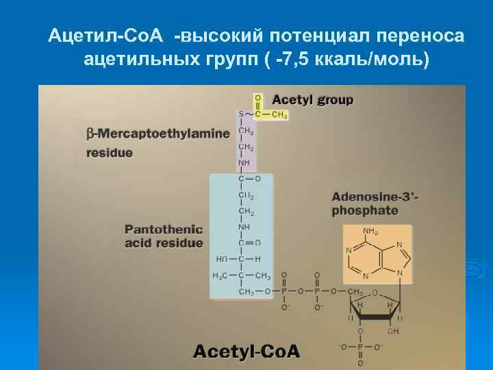 Ацетил-Со. А -высокий потенциал переноса ацетильных групп ( -7, 5 ккаль/моль) 