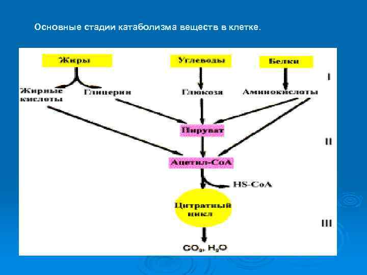 Схема катаболизма основных пищевых веществ
