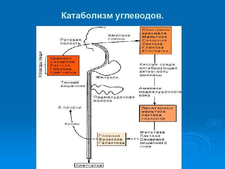 Катаболизм гема схема