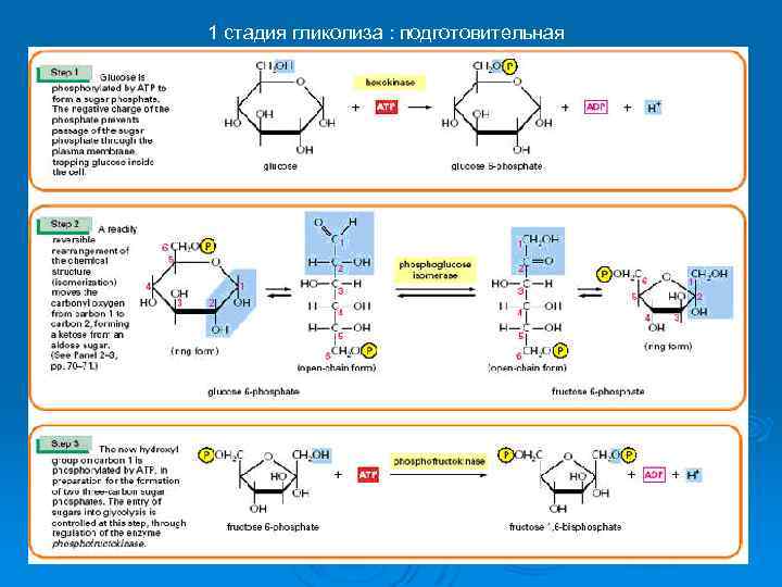 Гликолиз молекулы. Гликолиз 1 этап реакции. Подготовительный этап гликолиза. Этапы гликолиза. Гликолиз 1 этап схема.