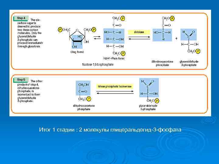 Итог 1 стадии : 2 молекулы глицеральдегид-3 -фосфата 