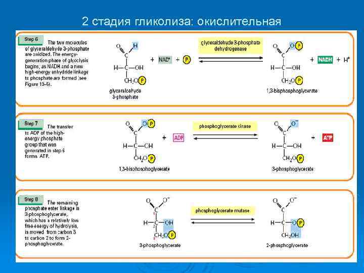 Молекулы атф в процессе гликолиза. 2 Этап гликолиза реакции. Второй этап гликолиза схема. Гликолиз 1 этап схема. ФГА гликолиз.