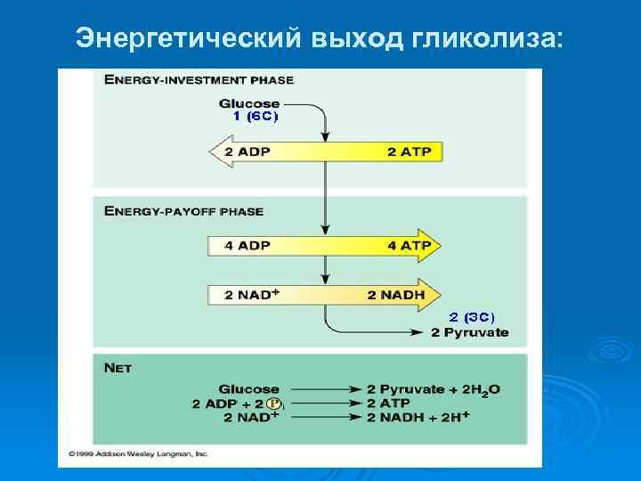 В процессе энергетического обмена гликолиз. Энергетический выход гликолиза. Энергетический выход аэробного гликолиза. Энергетический баланс анаэробного гликолиза. Энергетический баланс аэробного гликолиза.