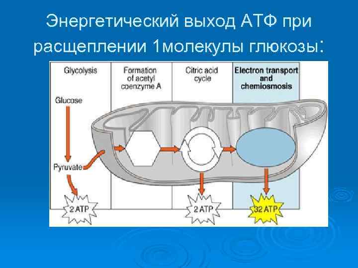 Энергетический выход АТФ при расщеплении 1 молекулы глюкозы: 